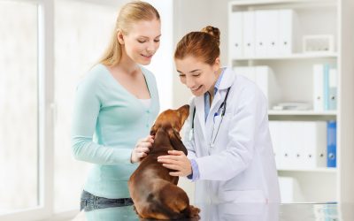 Help Control the Pet Population with Spay and Neuter in Mesa AZ